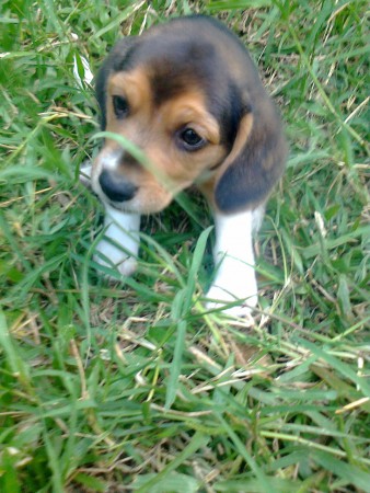 /products/baby-beagle/