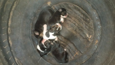 /products/beagle-tricolor/