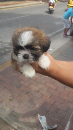 /products/chitzzu-baby/